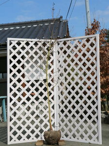 TXx Jg[bh 2m In 2{ c