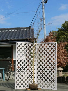 TXx Jg[bh 2.5m In 2{ c