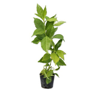ZEF 0.3m9.0cm|bg c