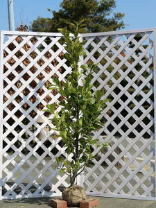 ZCEoN`mL 1.5m In 2{ c