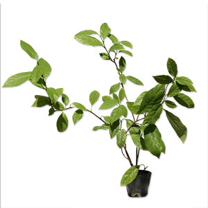 CYZE 0.3m 10.5cm|bg c