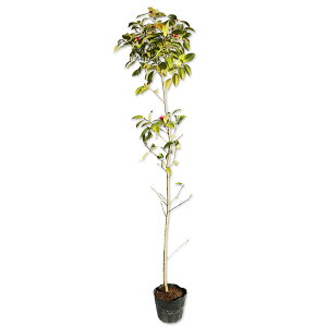 coL rXP 1.2m 15cm|bg 2{×2 c