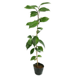 coL ucoL 0.5m 10.5cm|bg 20{ c