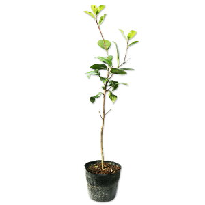 coL ucoL 0.6m 15cm|bg c