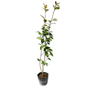 coL ucoL 0.8m 15cm|bg c