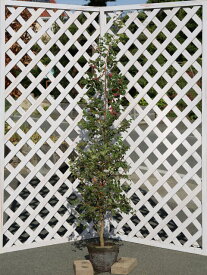 トキワマンサク青葉赤花 1.5m 露地 2本×2 苗木
