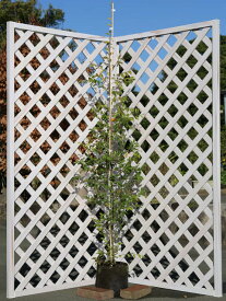 トキワマンサク青葉白花 1.7m 露地 2本 苗木