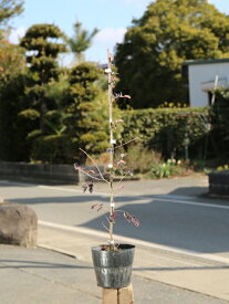 トキワマンサク赤葉赤花 0.6m 15cmポット 苗