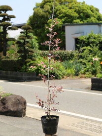 トキワマンサク赤葉赤花 0.8m 15cmポット 苗