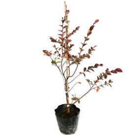 トキワマンサク赤葉ピンク花 0.6m 15cmポット 苗