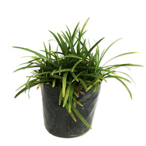 �^�}�����E 7.5cm�|�b�g �c