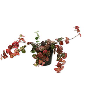 �n�c���L�J�Y�� 9.0cm�|�b�g 30�{ �c