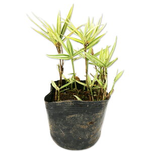 �`�S�U�T 10.5cm�|�b�g 50�{ �c