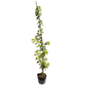 gEJGf 0.8m 15cm|bg c