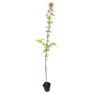 gEJGf 1m 10.5cm|bg 15{ c