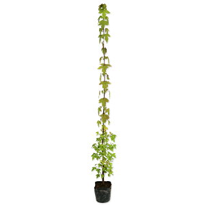 gEJGf 1m 15cm|bg 10{ c