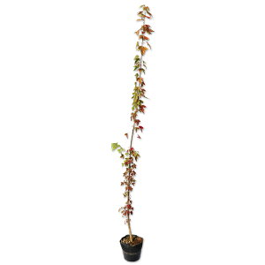 gEJGf 1.5m 15cm|bg 5{ c