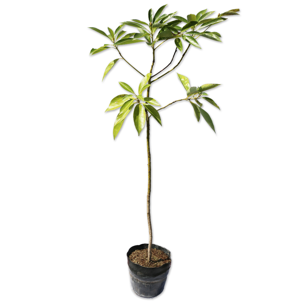 タブノキ 単木 1.7m 露地 苗木