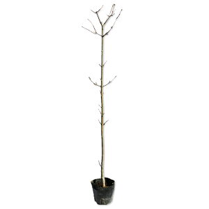 `hmL 0.6m 10.5cm|bg 5{ c