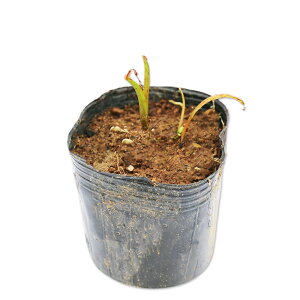 [tBTX Ji^isNԁj 9.0cm|bg 50{ c