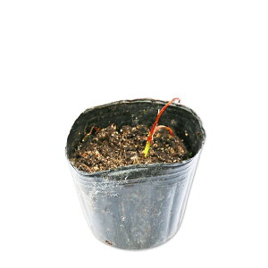 [tBTX F 9.0cm|bg 50{ c