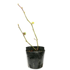 _REoC 0.2m 10.5cm|bg 10{ c