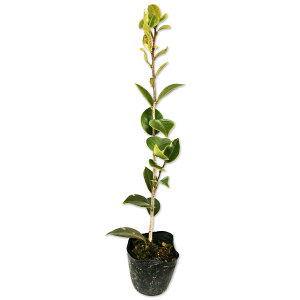 coL IgcoL 0.3m 10.5cm|bg c