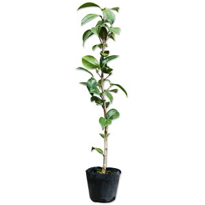 ツバキ オトメツバキ 0.5m 10.5cmポット 苗
