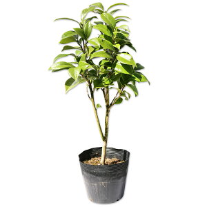 coL IgcoL 0.3m 15cm|bg c