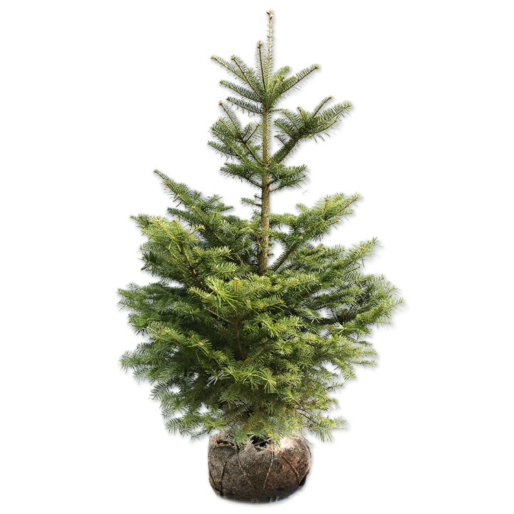 ドイツトウヒ ♻️リユース観葉植物