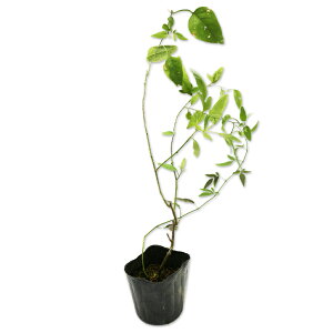 cniiX (ԐFws) 9.0cm|bg 30{ c