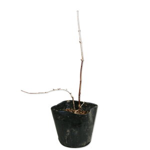 cNolEcM 10.5cm|bg c