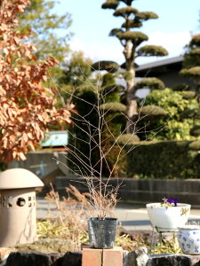 �i�K�n�m�R�E���{�E�L 0.5m 10.5cm�|�b�g 5�{ �c