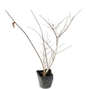 RcNolEcM 10.5cm|bg 10{ c