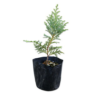 jbREqo 0.1m9.0cm|bg 30{ c