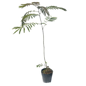 lmL 0.6m 15cm|bg 10{ c