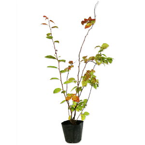 icn[ 0.5m 10.5cm|bg 5{ c