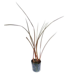 �j���[�T�C�������t 0.3m 12cm�|�b�g �c