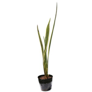 �j���[�T�C���� ������ 0.3m 15cm�|�b�g �c