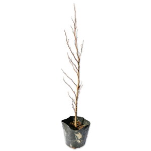 iccoL 0.3m 10.5cm|bg c