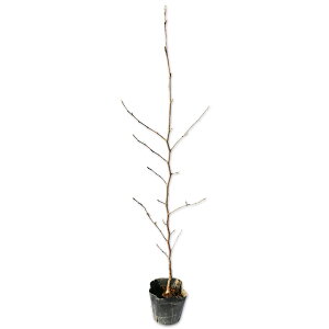iccoL 0.5m 10.5cm|bg 10{ c