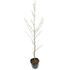 iccoL 0.8m 15cm|bg c