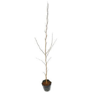 iccoL 1m 15cm|bg c