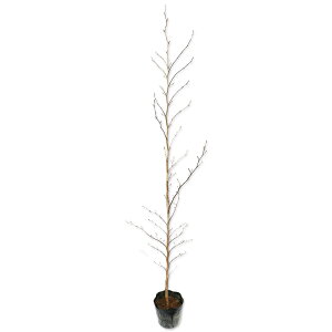 iccoL 1.2m 15cm|bg 3{ c
