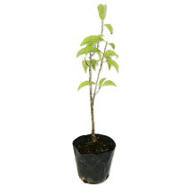 楽天市場】ナナミ（植木｜ガーデニング・農業）：花・ガーデン・DIYの通販