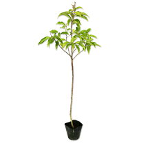 楽天市場】ナナミ（植木｜ガーデニング・農業）：花・ガーデン・DIYの通販