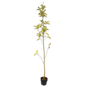 ii~mL 1.4m 15cm|bg 4{ c