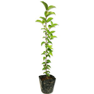 gElY~` 0.3m 10.5cm|bg c