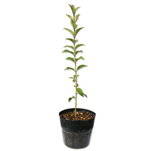 gElY~` 0.6m 15cm|bg 10{ c