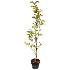 gElY~` 0.8m 15cm|bg c